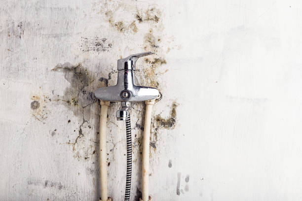 Best Mold Remediation  in Mena, AR