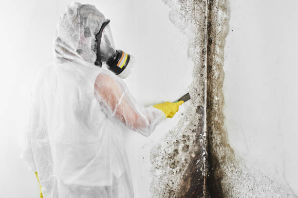 Best Commercial Mold Removal  in Mena, AR