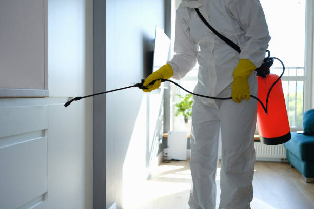 Best Fast Mold Removal  in Mena, AR
