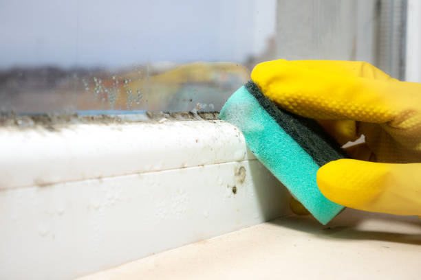 Best Black Mold Removal  in Mena, AR