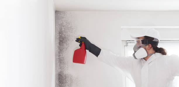 Best Black Mold Removal  in Mena, AR
